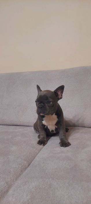 Buldog Francuski suczka niebieska COCO