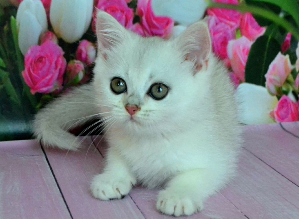 Серебристая шиншилла