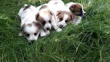 Jack Russell terrier