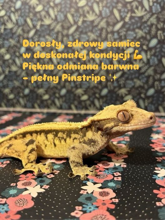 Gekon orzęsiony + NOWE wyposażone terrairum