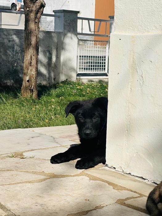 Cachorro macho pastor alemão 2,5 meses