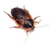 Karaczany argentyńskie Blaptica dubia 2-3cm 100szt