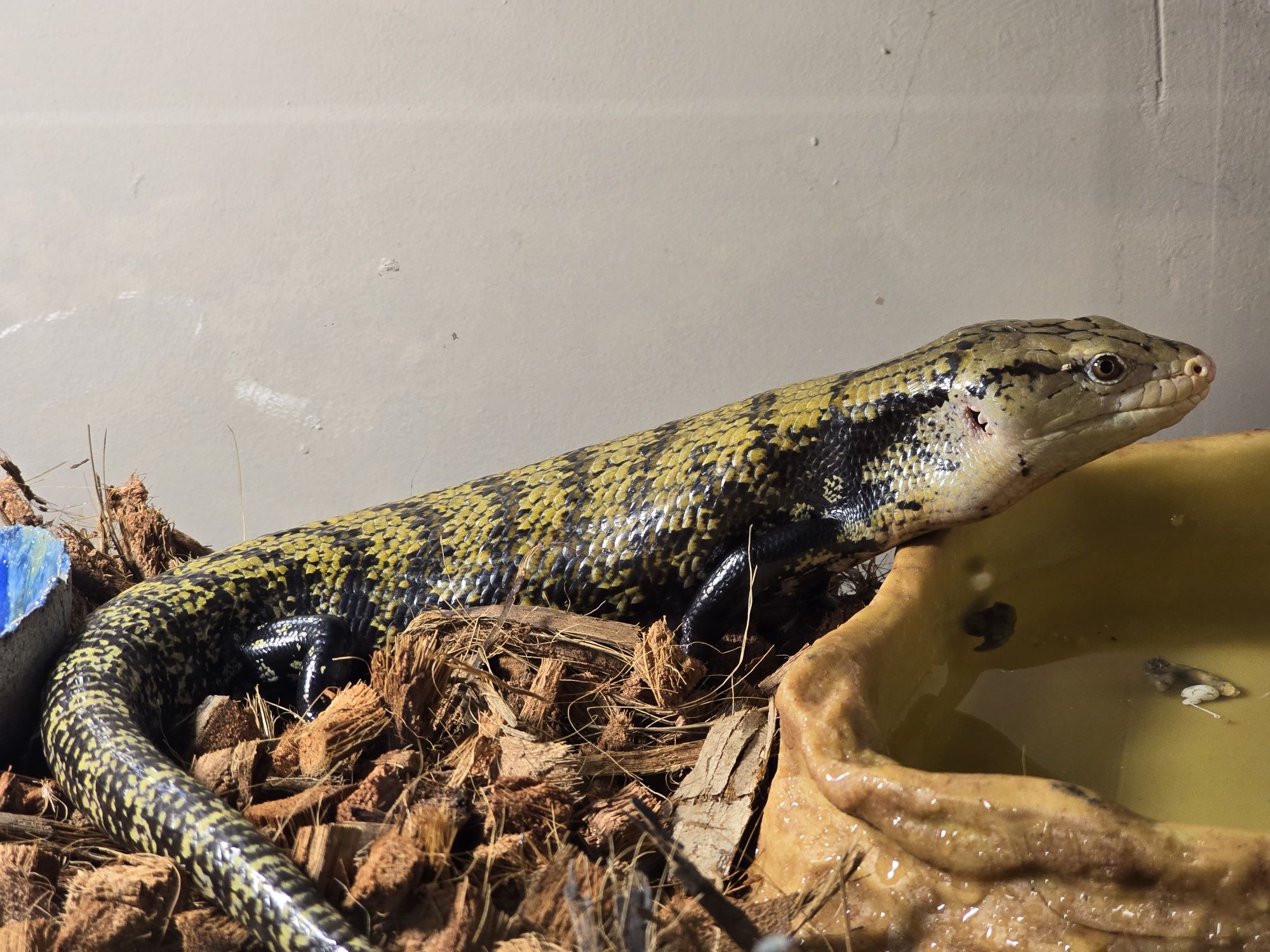 Tilikwa scynkowa / Scynk olbrzymi / Tiliqua scincoides / jaszczurka