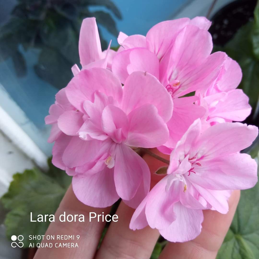 Пеларгонія Lara dora price