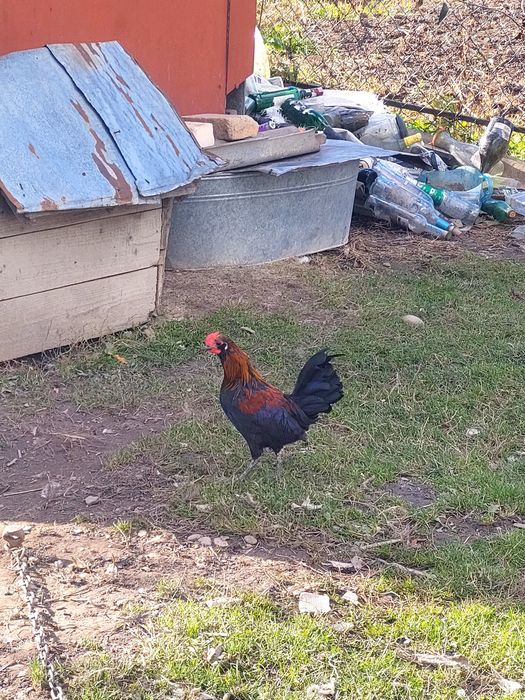 Продам декоративні кури (бентамка)