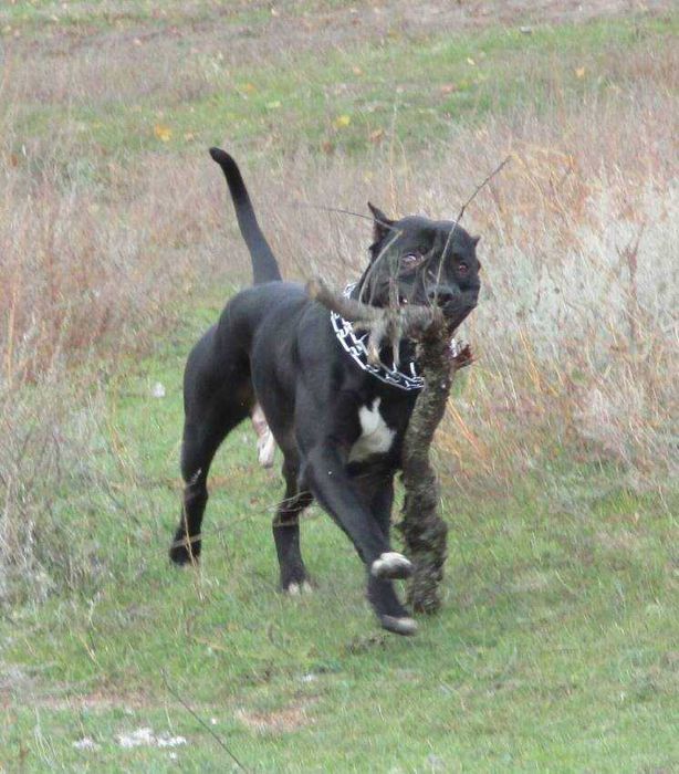 Предлагаю для вязки кобеля пит-бультерьера в Харькове.