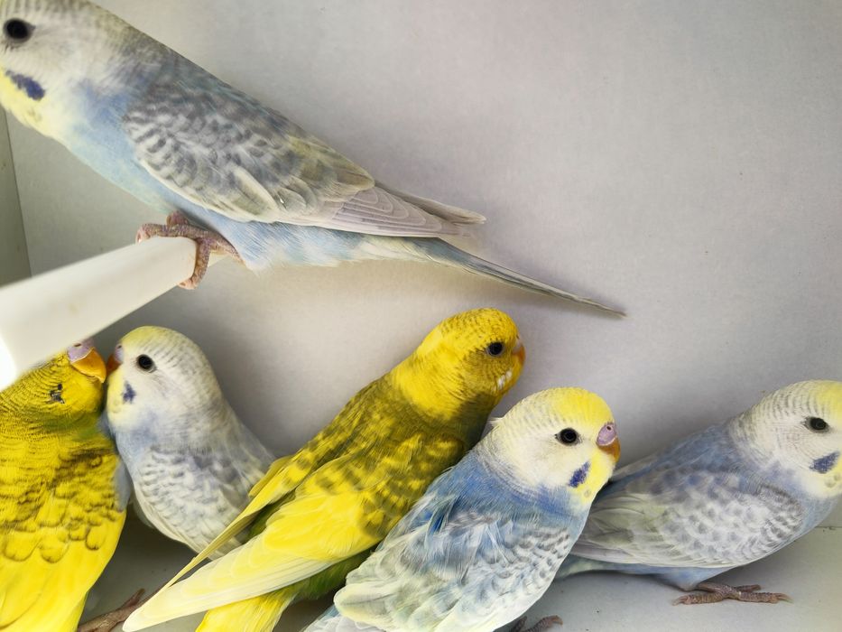 Sprzedam Papugi faliste tęczowe