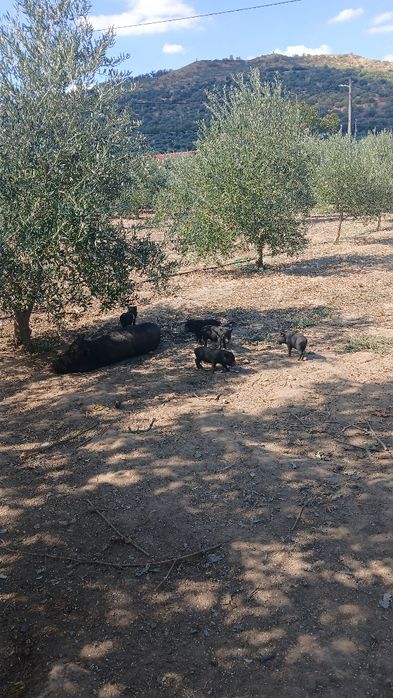 Porcos pig e vietnamitas.