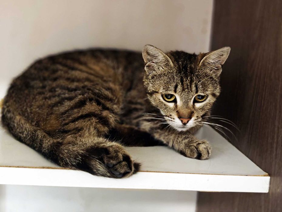 Няшна і ніжна кішечка Квітя (10 міс) чекає на свою людину! Кіт, кішка