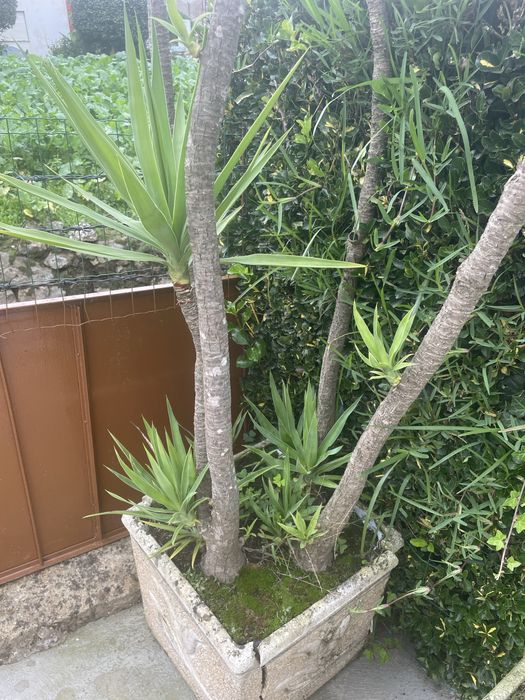 Planta Yuca para venda