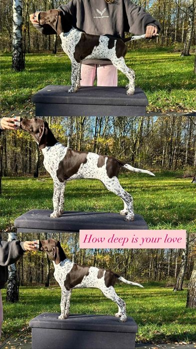 wyżeł niemiecki krótkowłosy Zkwp/Fci