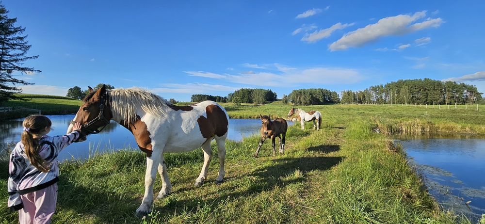 Klacz pkz gniadosrokata źrebna i źrebak