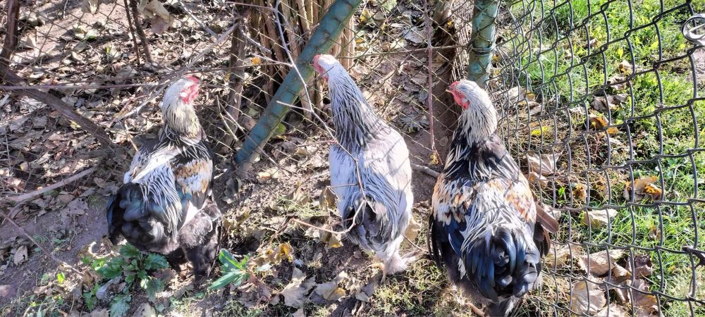 Koguty Brahma Olbrzymia