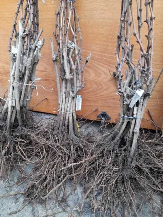 Саджанці винограду, саженцы винограда Манікюр фінгер, Торнадо, Кристал