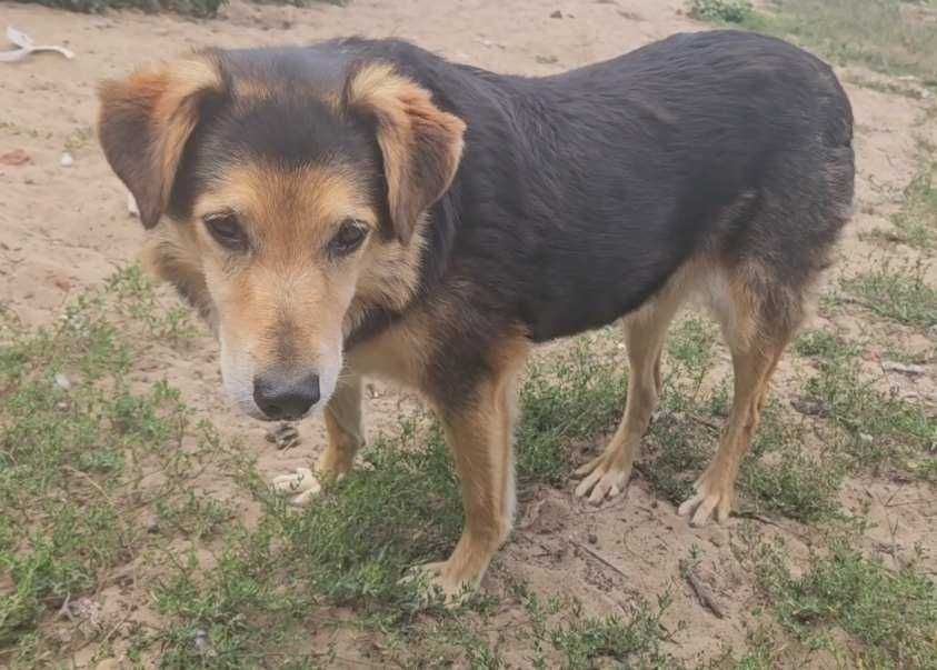 Piesek do adopcji