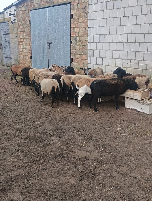 Sprzedam owce kameruńskie.