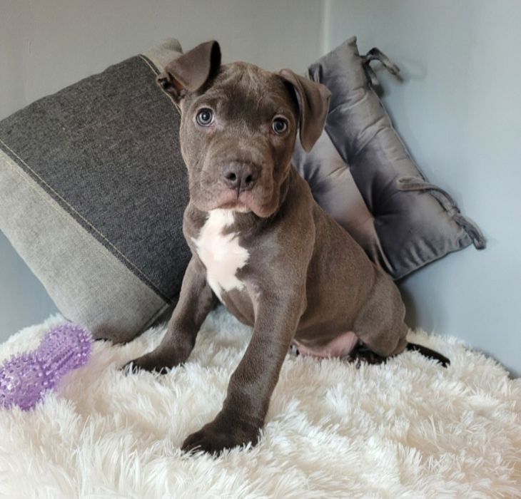 Kochany piesek Amstaff!