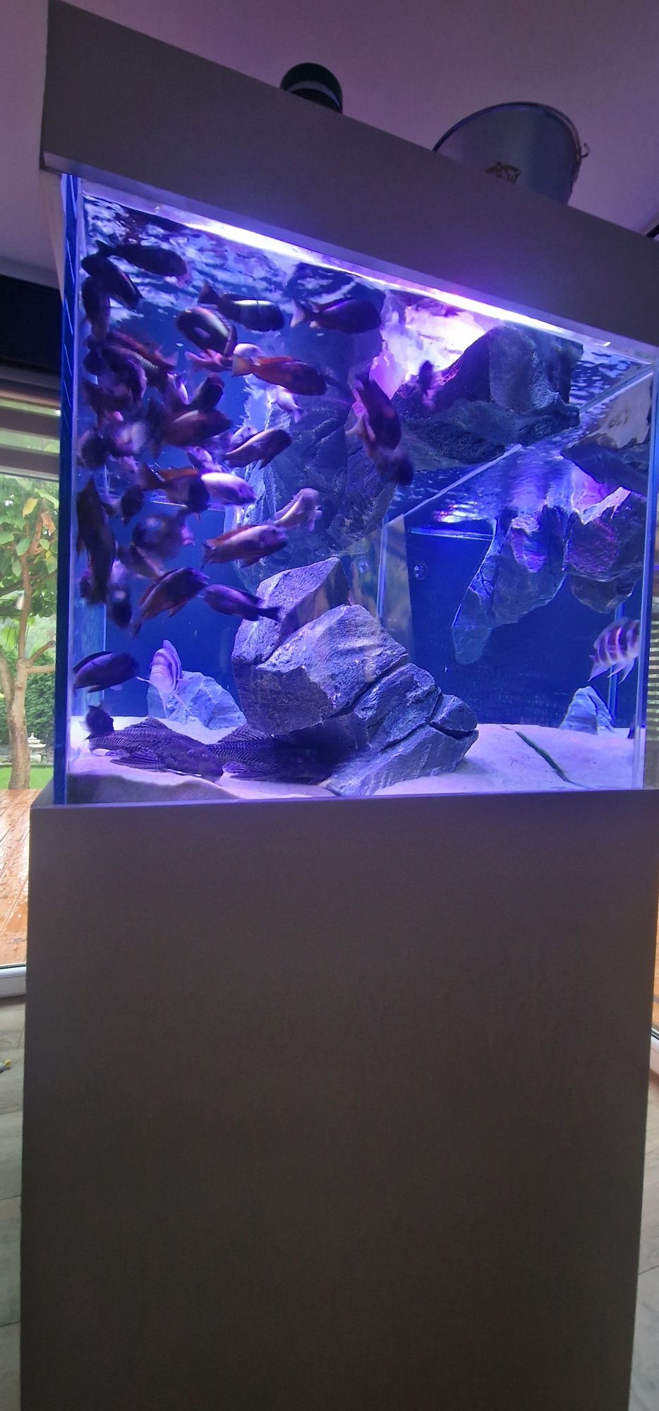 Akwarium 150x80x70 opti 12mm plus sump tropheusy frontosa