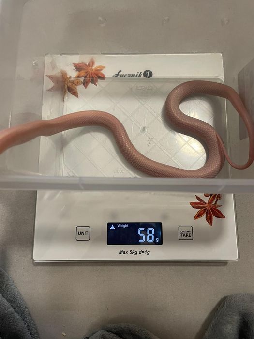 Wąż zbożowy, węże zbożowe samce i samice młode