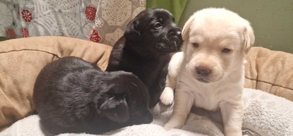 Szczeniaki Labrador Retriever
