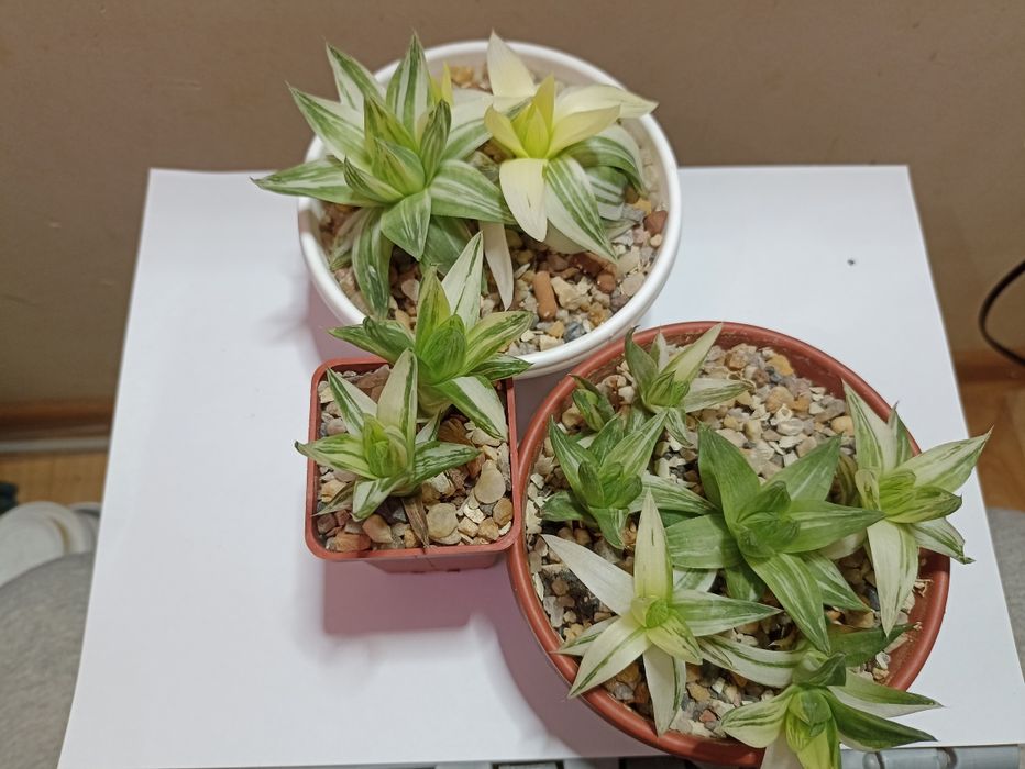 Haworthia cymbiformis variegata
