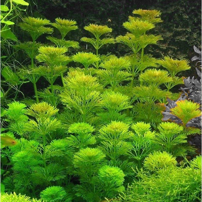 Limnophila sessiliflor para aquário ou lago