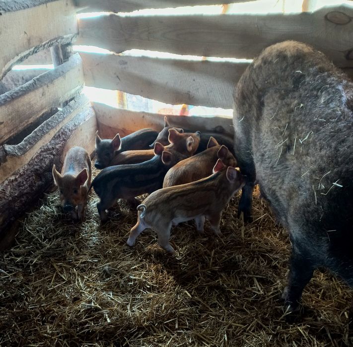 Продам поросят Угорської мангалиці