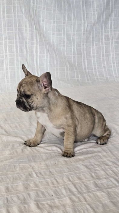 Bulldog francês   nascido a 15/9/2025