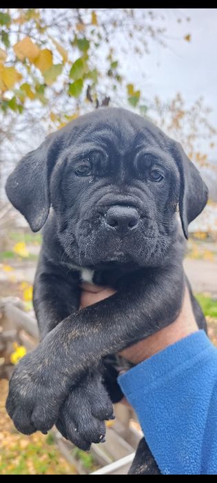 Цуцинята Кане-Корсо