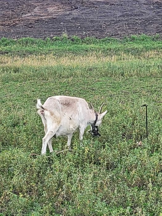 Козы дают молоко