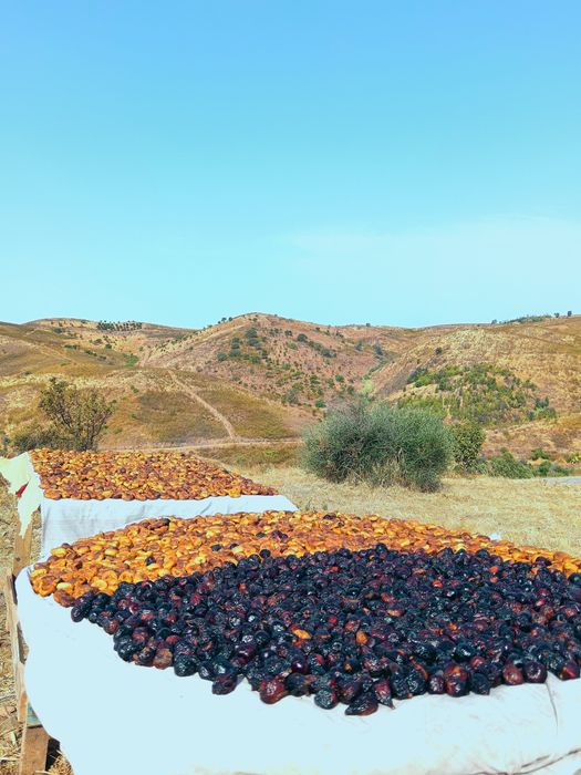 Figo seco da serra de Tavira