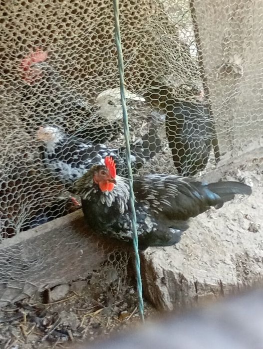 Vendo casal garnizos novos