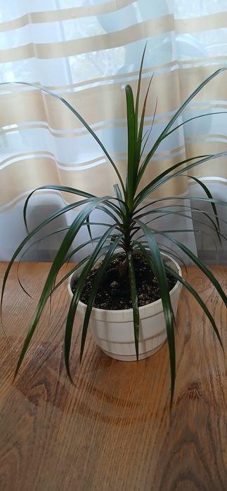 Продам две молодые драцены