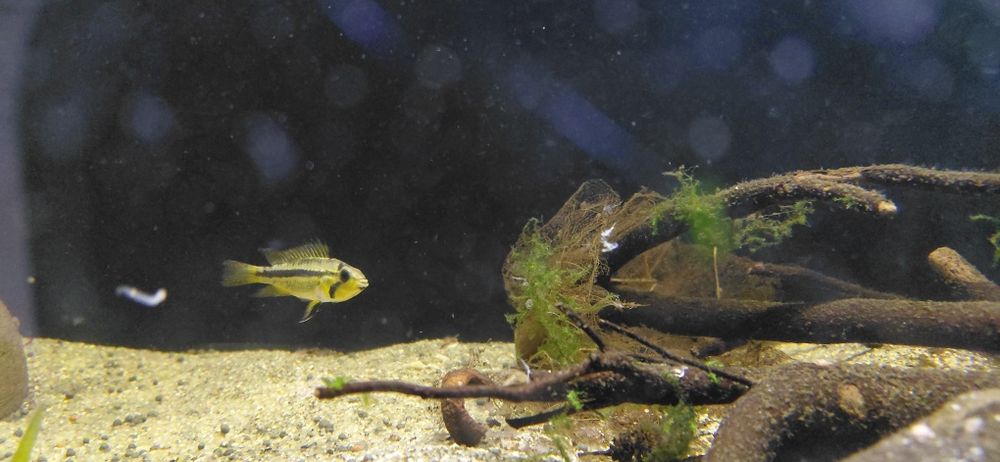 Apistogramma Cacuatoide