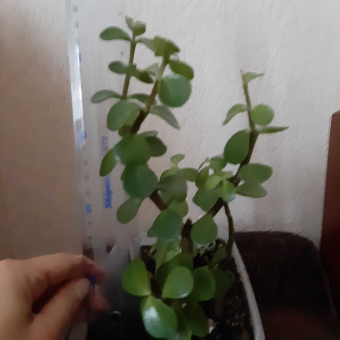 Бонсай портулакария африканская