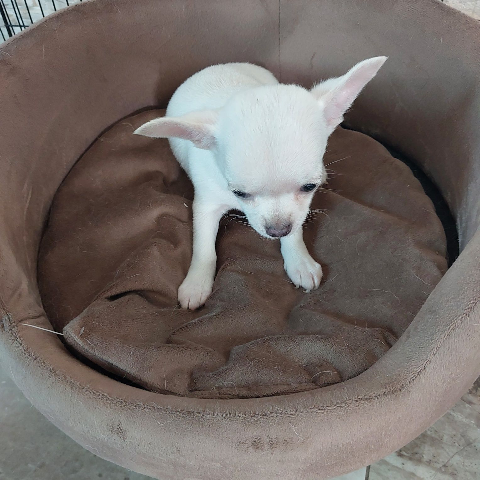 Śliczna suczka chihuahua z rodowodem