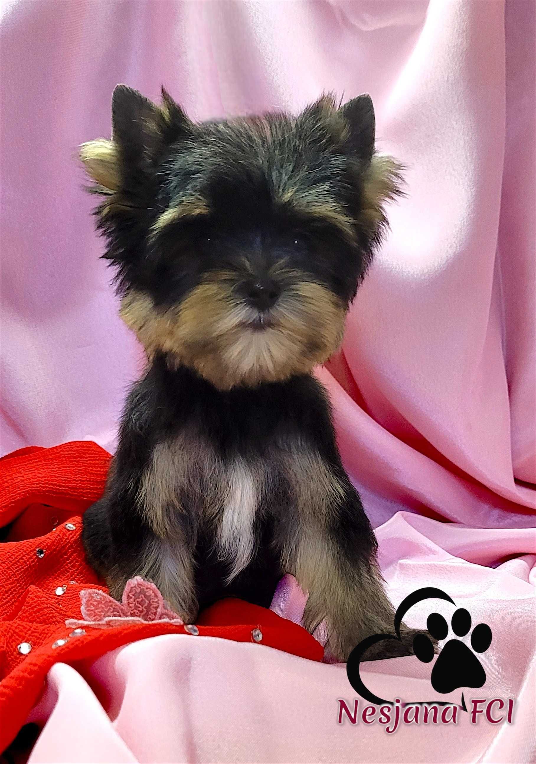 Suczka malutka !!! Yorkshire terrier - subtelnej urody, rod ZKwP=FCI