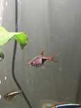 Rasbora Arlequim