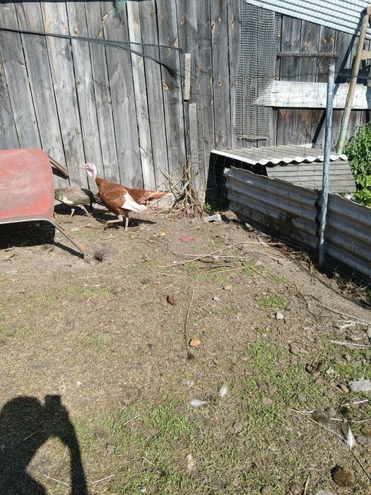 Sprzedam czerwony indor