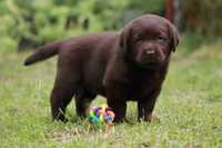 Labrador Retriever - czekoladowa  dziewczynka (FCI)