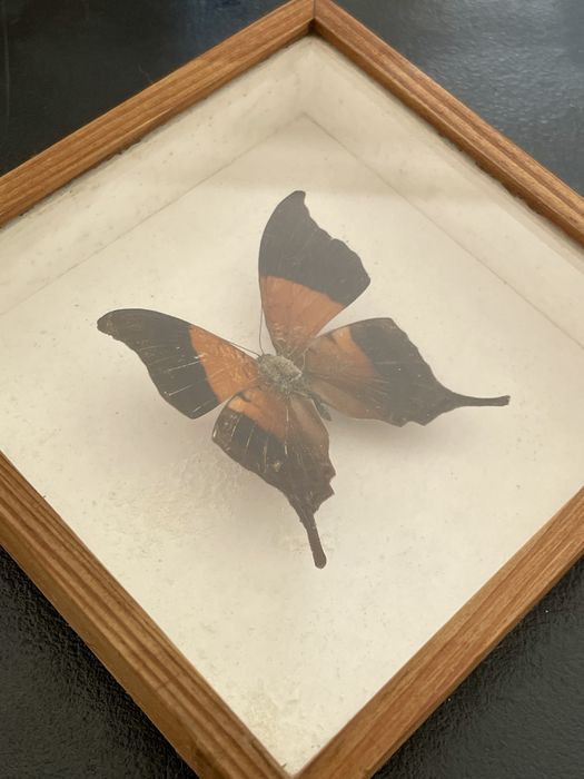 Motyl Nymphalidae z Ameryki Poludniowej w ramce w gablotce