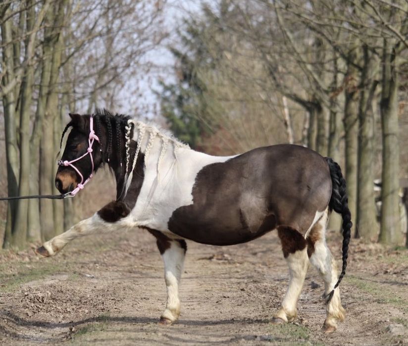 Na sprzedaż kucyk szetlandzki – Łacia