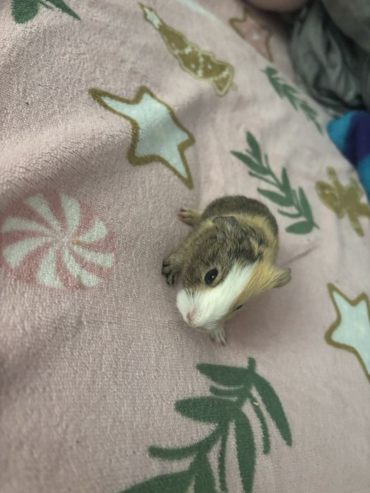 Sprzedam świnki morskie