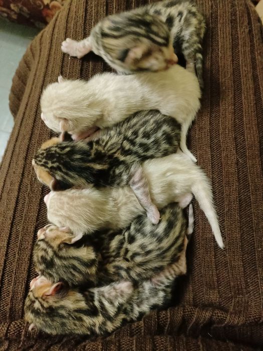 Бенгальські котики з документами.