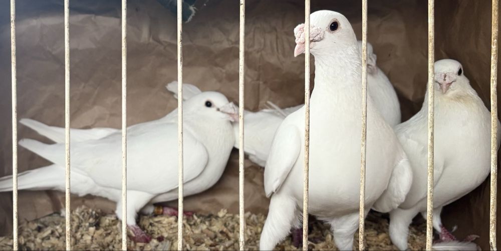 Gołąb pocztowy biały