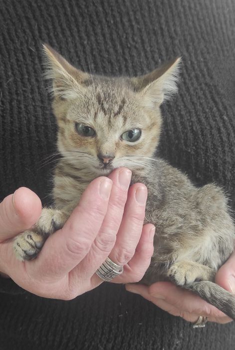 Віддаю кошенят (4 котика і 2 киці)