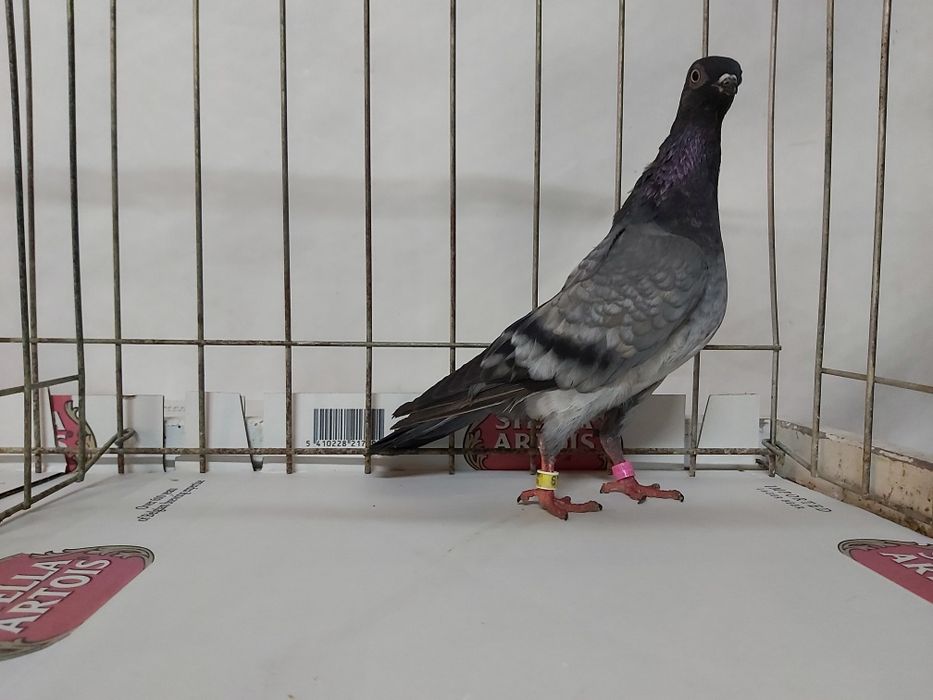 Gołębie Deresz Deresze