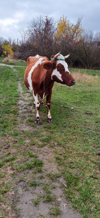 продам коровку з третім утьолом,  дуже срочно
