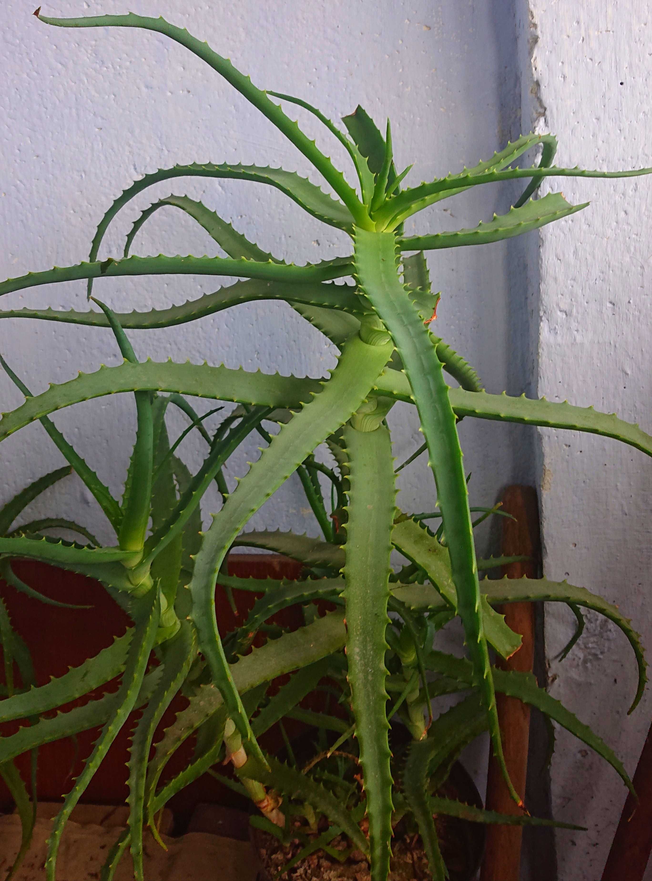 Алое дeревовидне, Aloe arborescens, Лікувальне алое.