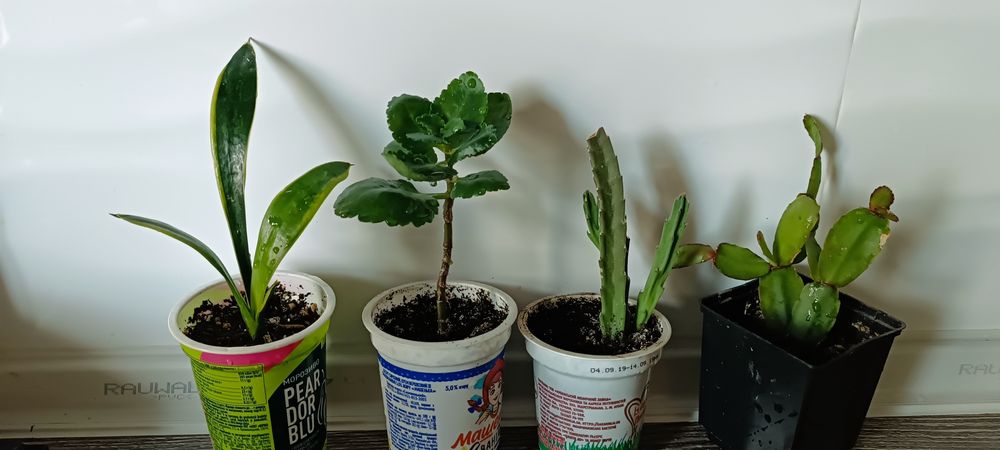 Сансевієрія колеус